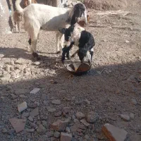 باسلام فروش کتاچ زه اول با بزغاله ماده و تروشت