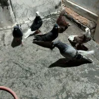 کفتر عالی