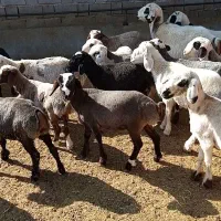 بره ماده فروشی