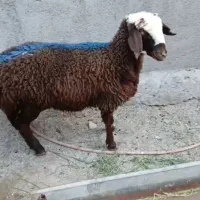 دو راس بره ماده خوشگل. میش. بز. بره. گوسفند