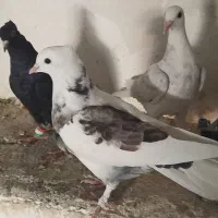 سه عدد کفتر پرشی