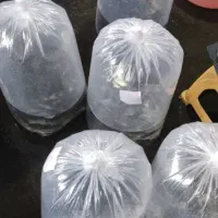 انواع ماهی پرورشی|ماهی|یزد, |دیوار