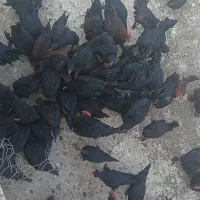 مرغ و خروس مرندی