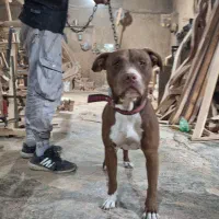 سگ پیت بول ۹ماه