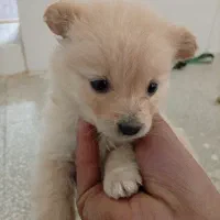 واگذاری سگ|سگ|آباده, |دیوار