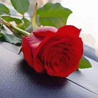 مدارک گم شده