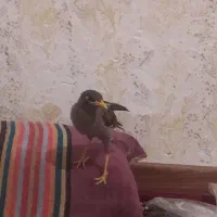 مرغ مینا جوجه ۴ماهه|پرنده|کرمان, |دیوار