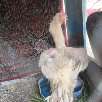 خروس|حیوانات مزرعه|سراوان, |دیوار