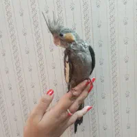 عروس هلندی