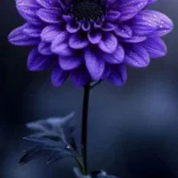 به پول نیازمند هستم با سفته