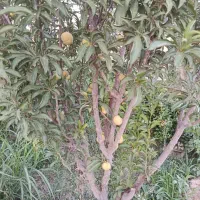 فروش-فوری-باغ-چهاردیواری-400-متری