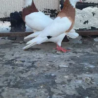 جفت طوقی