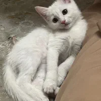 واگذاری رایگان