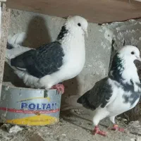 کفتر پرشی گنجه بر