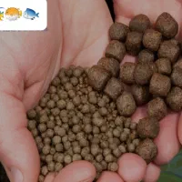 خوراک ماهی