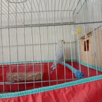 پرنده کوتوله برزیلی|پرنده|زرقان, |دیوار