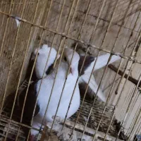 کبوتر پشت|حیوانات|سملقان, |دیوار