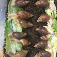 حلزون کلاژن ساز مولد وسوپر مولد