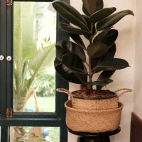 انجام کلیه کار های مربوط به گیاه در خانه