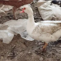 اردک اسراعیلی