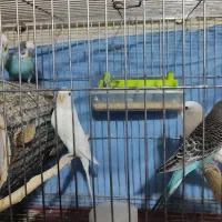 فروش تعدادی مرغ عشق|پرنده|شیراز, محراب|دیوار