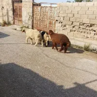 4عدد بره نر                                   بز