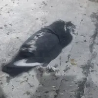 کفتر کبوتر|پرنده|شیراز, شهرک ولیعصر|دیوار