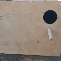 لانه