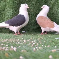 دوتا کبوتر نر دوکت|پرنده|بابل, |دیوار