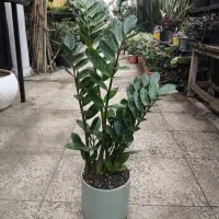 گل و گیاه آپارتمانی زاموفیلیا