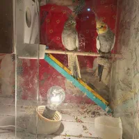 عروس با قفس