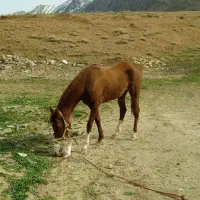 کره اسب سالار 2 دره شوری کره یادگار