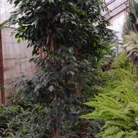 بنجامین بلک جعبه ۴۵|گل و گیاه طبیعی|نشتارود, |دیوار