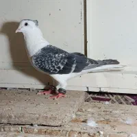 کبوتر