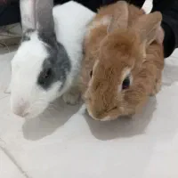 خرگوش|موش و خرگوش|قم, ولیعصر|دیوار