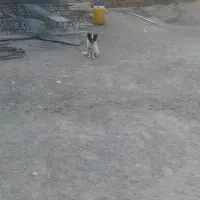 پاکوتاه فیندو نر