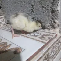 جوجه‌بو‌قلمون