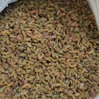 کشمش سبز کاشمر