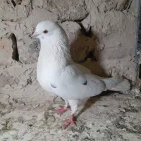 کفترتهرانی