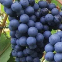 نهال انگور ترکمن 4 دوساله ریشه لخت 25 تومان