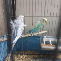 مرغ عشق مولد