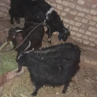 ۵بزغاله|حیوانات مزرعه|فردوس (خراسان), |دیوار