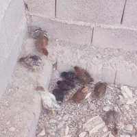 جوجه مرغ محلی