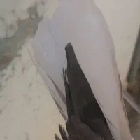 سلام نرو ماده|پرنده|خرامه, |دیوار