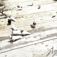 کبوتر طوقی و زاغ آبادانی