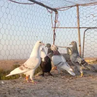 کفتر گرفتنی. همه باهم|پرنده|سبزوار, کهنه آب|دیوار