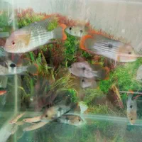 آکواریوم و ماهی فروشی محمدشهر|ماهی|محمدشهر, محمدشهر|دیوار