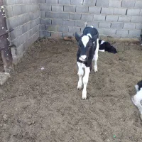 گاو آبستن شش تا گوساله ماده دوتا گوساله نر|حیوانات مزرعه|تربت جام, بوستان وحدت|دیوار