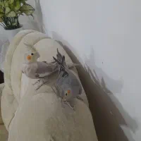 عروس هلندی نر وماده|پرنده|کوچصفهان, |دیوار