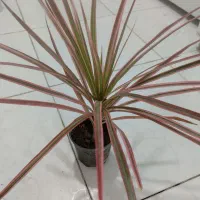 گل دراسینا دراسنا